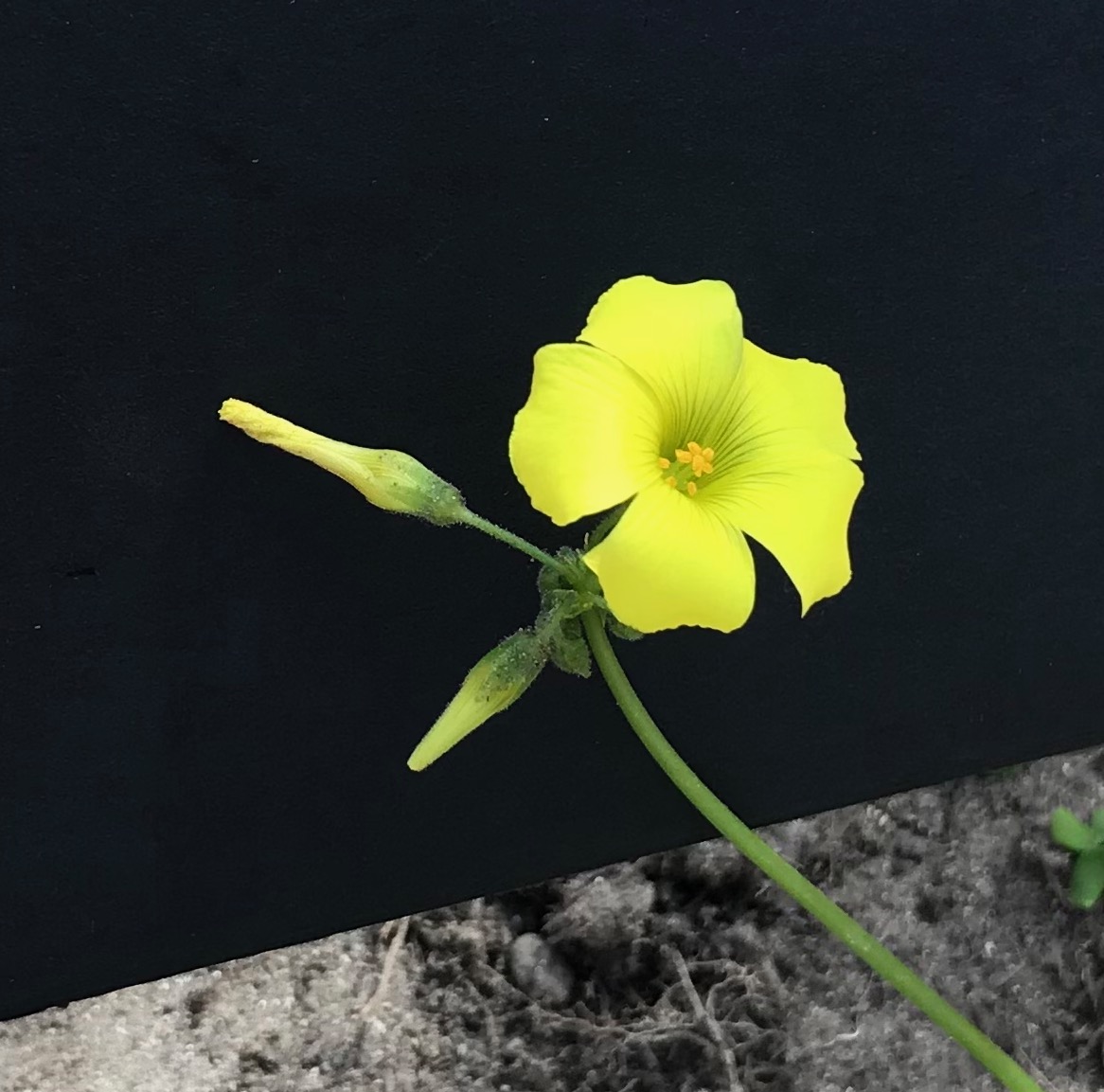 A close up of the yellow flower and stem of a Bermuda buttercup (buttercup oxalis).