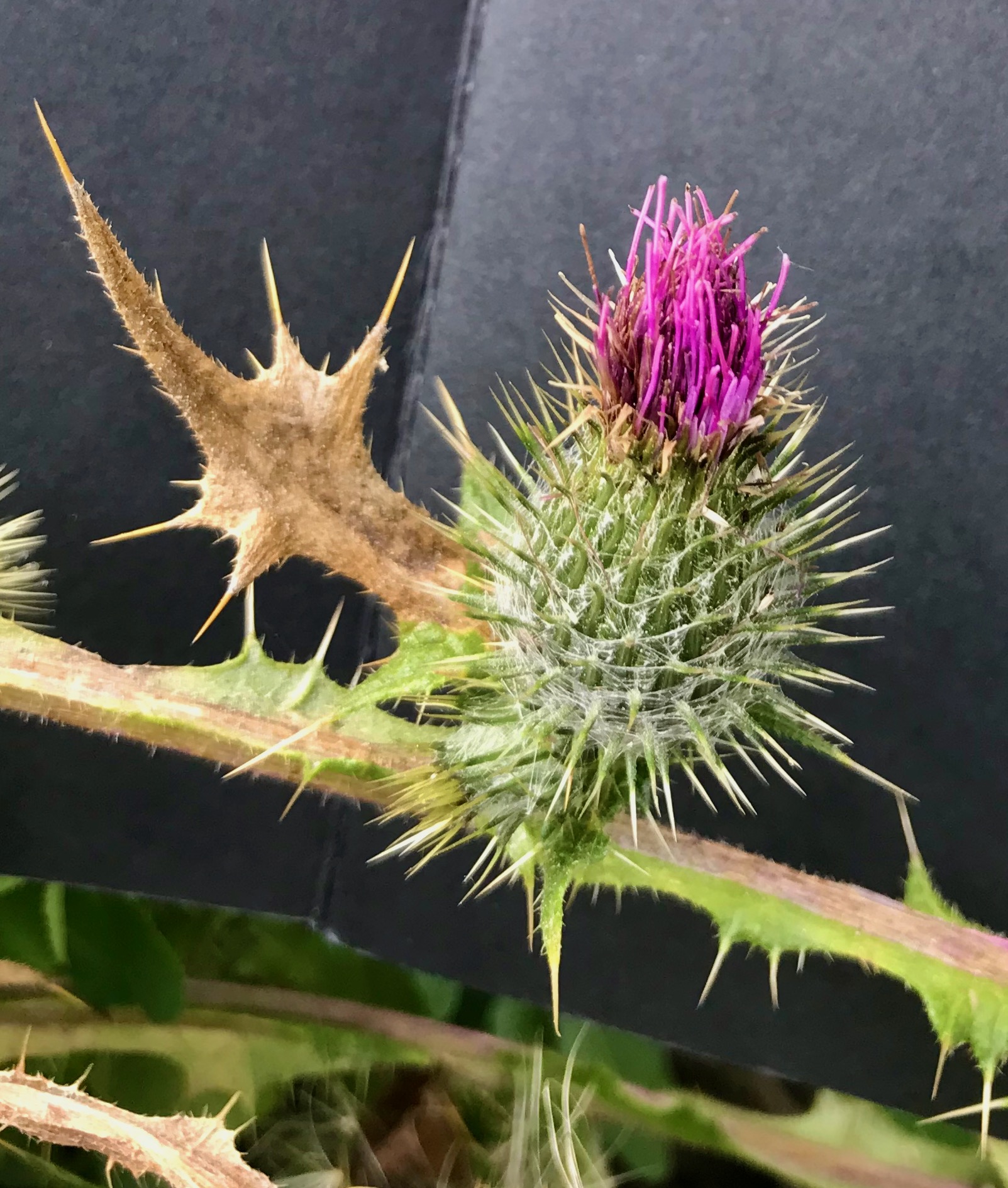 Bull thistle with a purple flower.