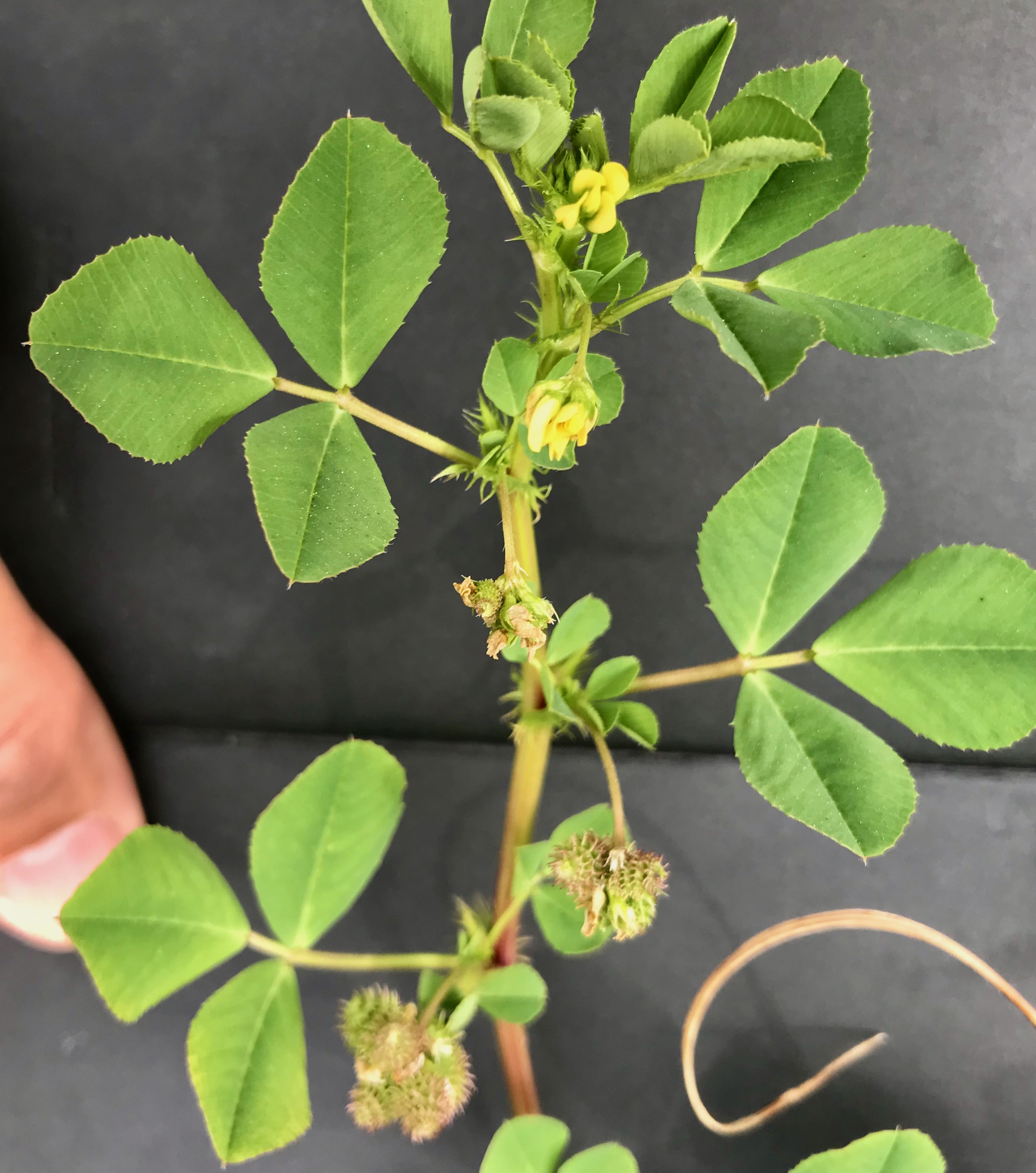 Burr clover leaves and early flowers.