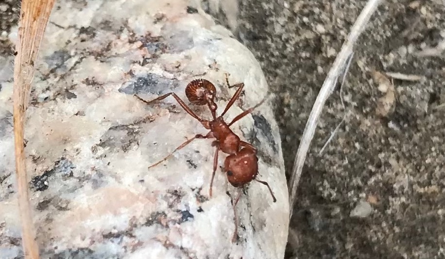 A close-up of a California Harvester ant (Pogonomyrmex californicus) on a white and black rock.