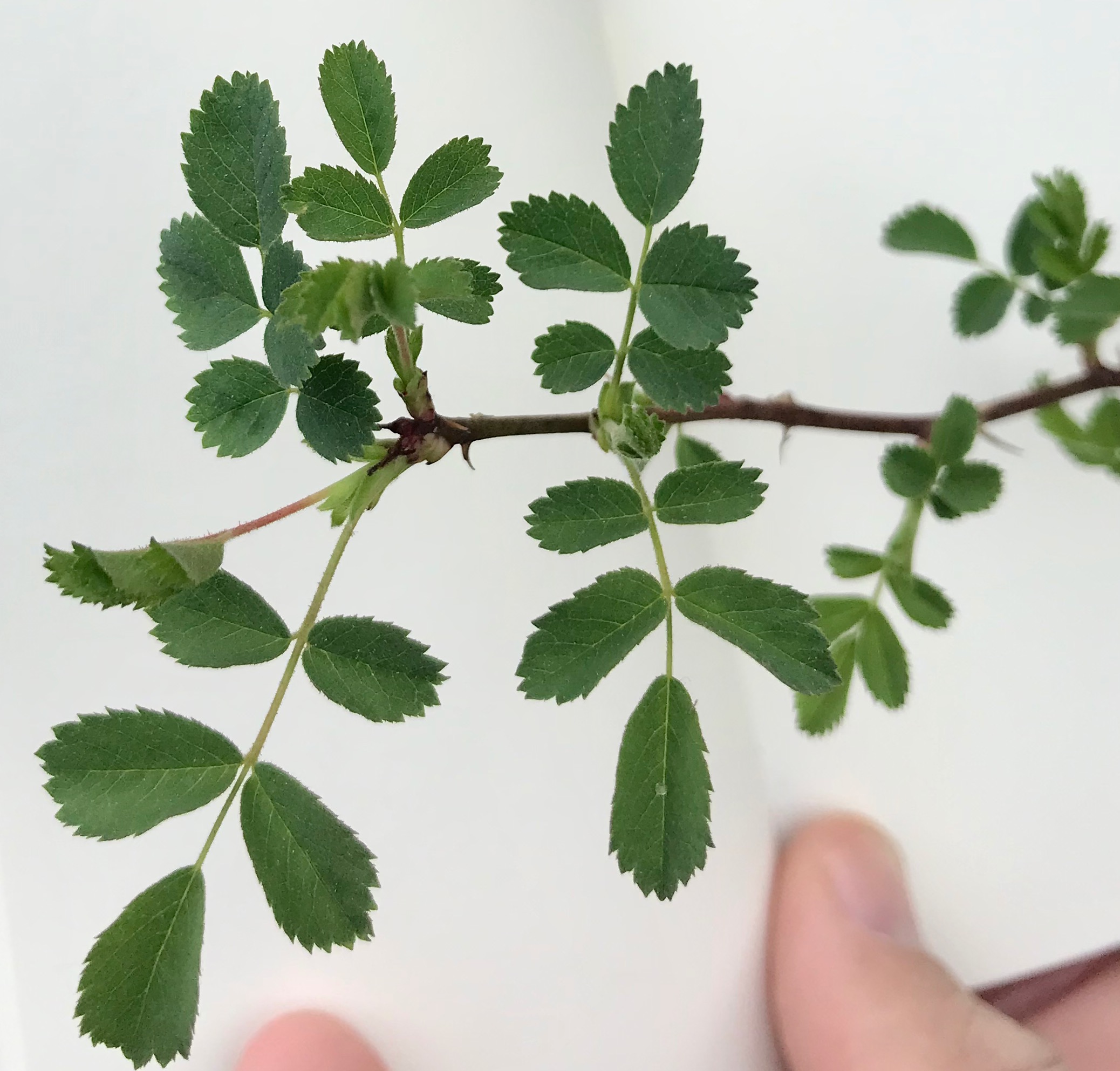 Wild rose leaves and