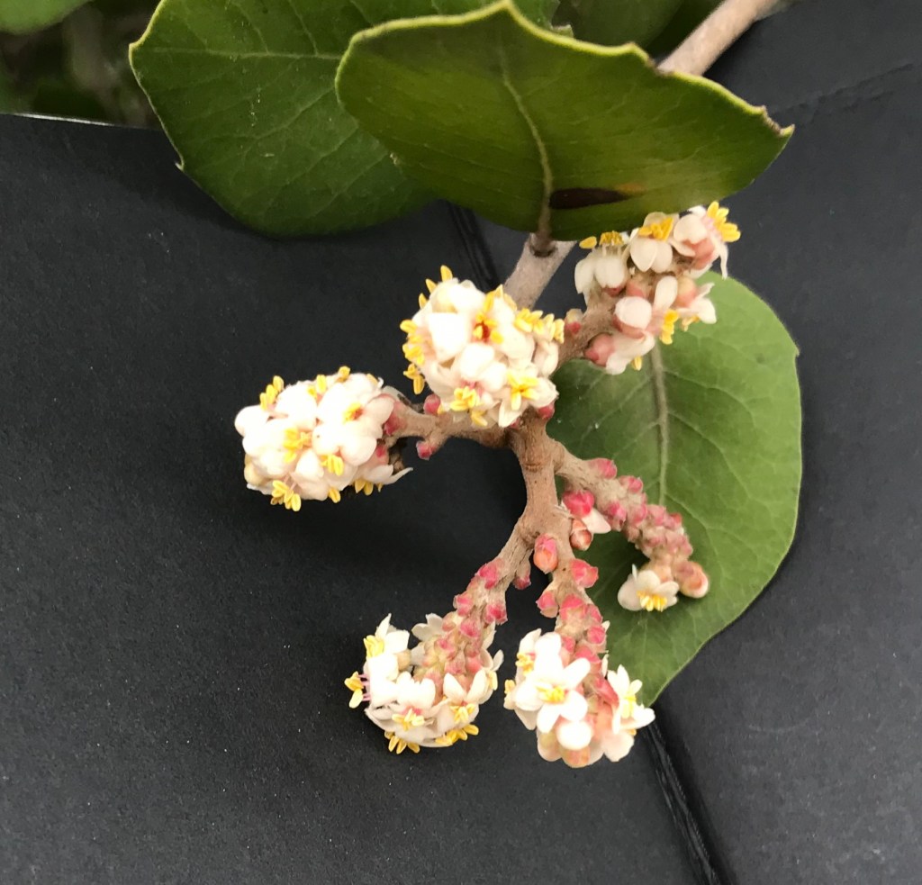 A suspected hybrid sugar bush/lemonade berry - Rhus integrifolia × ovata.