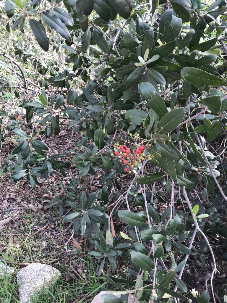 A large toyon (Heteromeles arbutifolia) in the Lower Arroyo Seco park.
