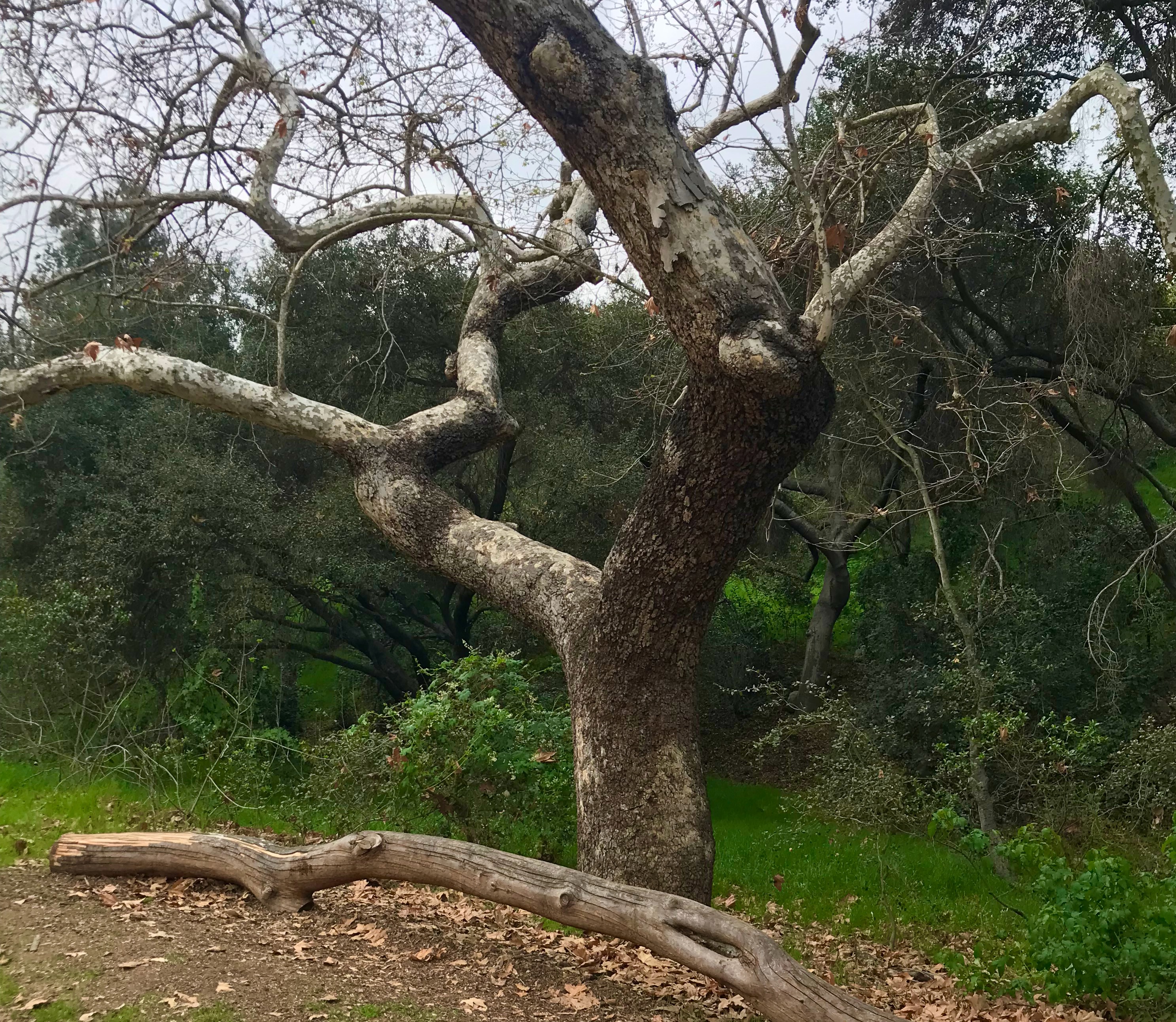 A large, old Western Sycamore (Platanus racemosa)