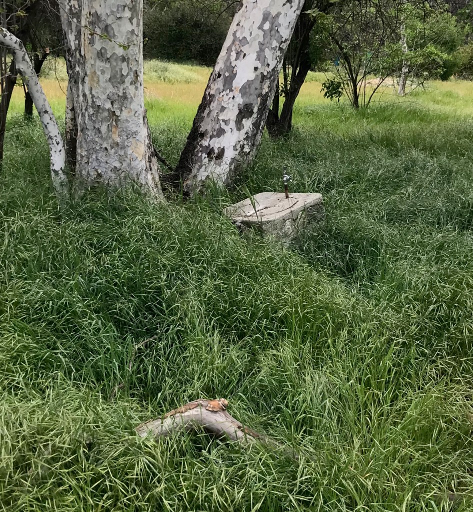 An old water fountain nestled in the grass against a sycamore tree in the Lower Arroyo in Pasadena.