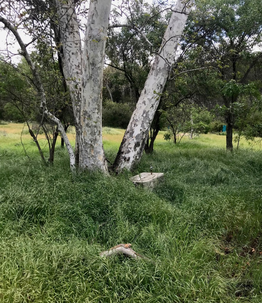 A water fountain in the sage chaparral field in the Lower Arroyo park in Pasadena.