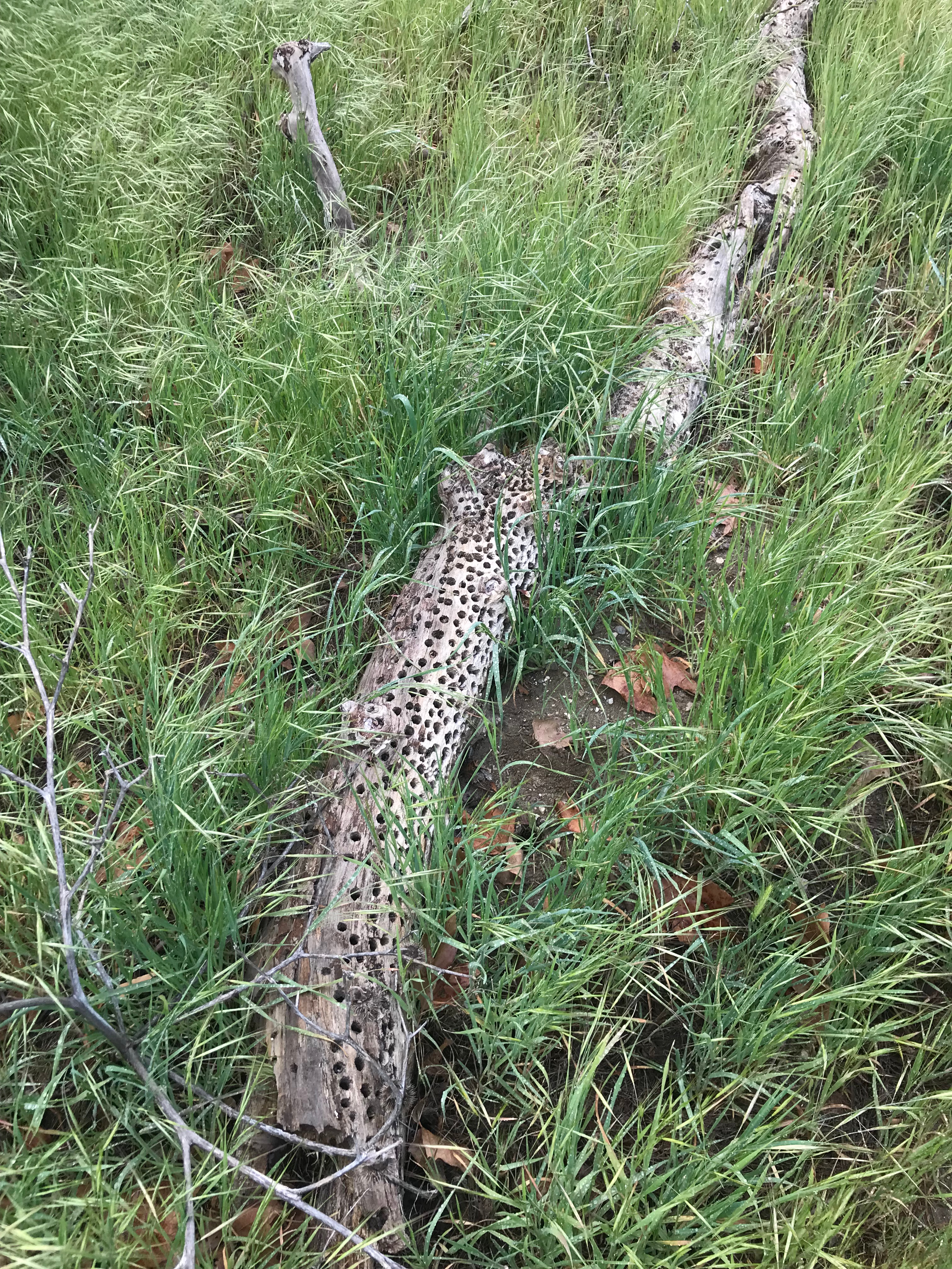 An old fallen log, surrounded by overgrown grasses and dotted with woodpecker holes, filled with old acorns.