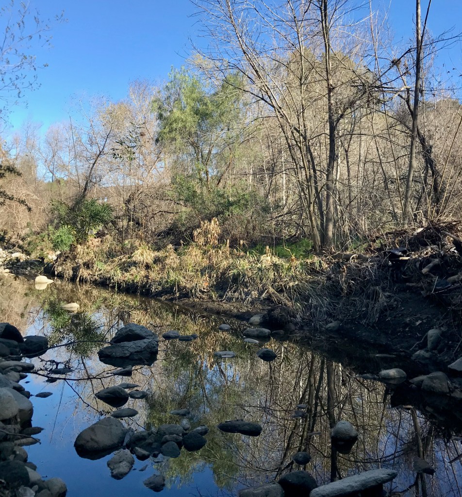 A portion of the riparian creek looking northward.