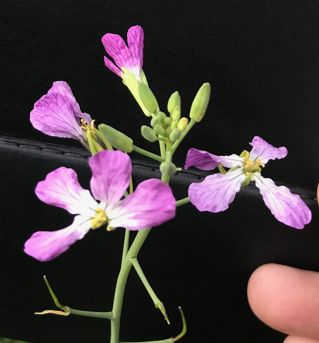 Wild radish flowers and stem.