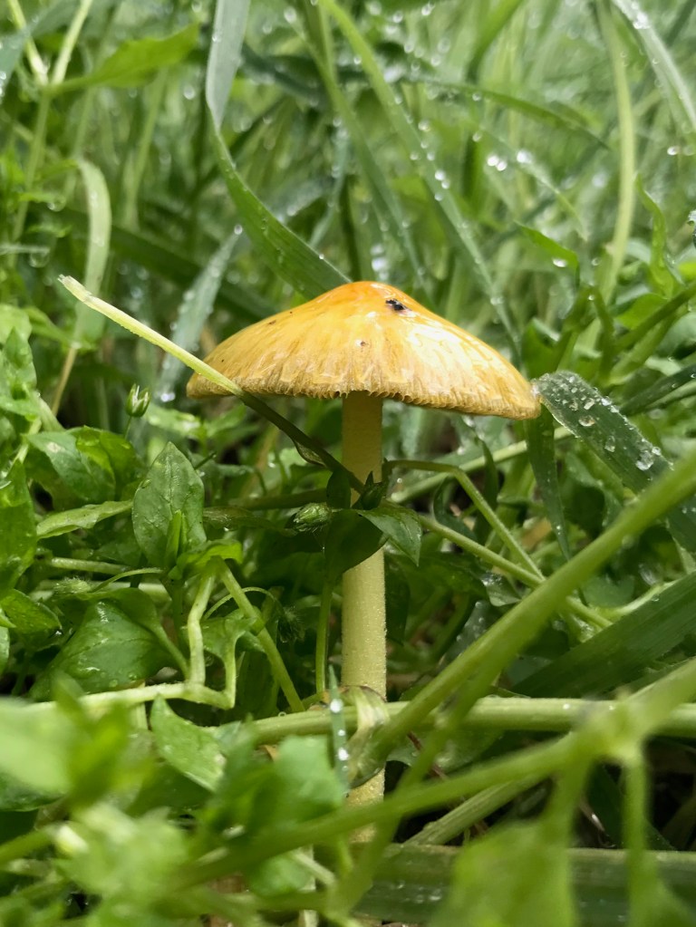 A yellow fieldcap mushroom (Bolbitius titubans) nestled in the wet grass after a rainstorm in the Lower Arroyo park in Pasadena.