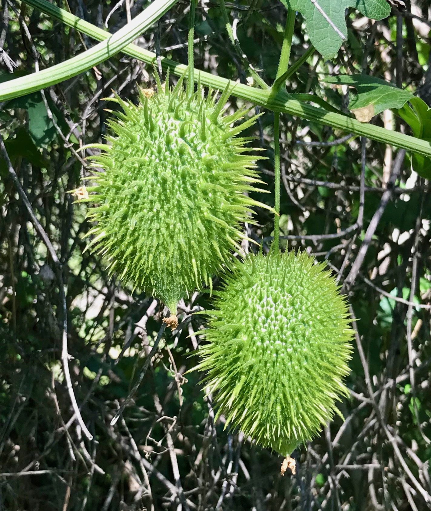 A pair of Chilicothe (Marah macrocarpa) wild cucumbers.