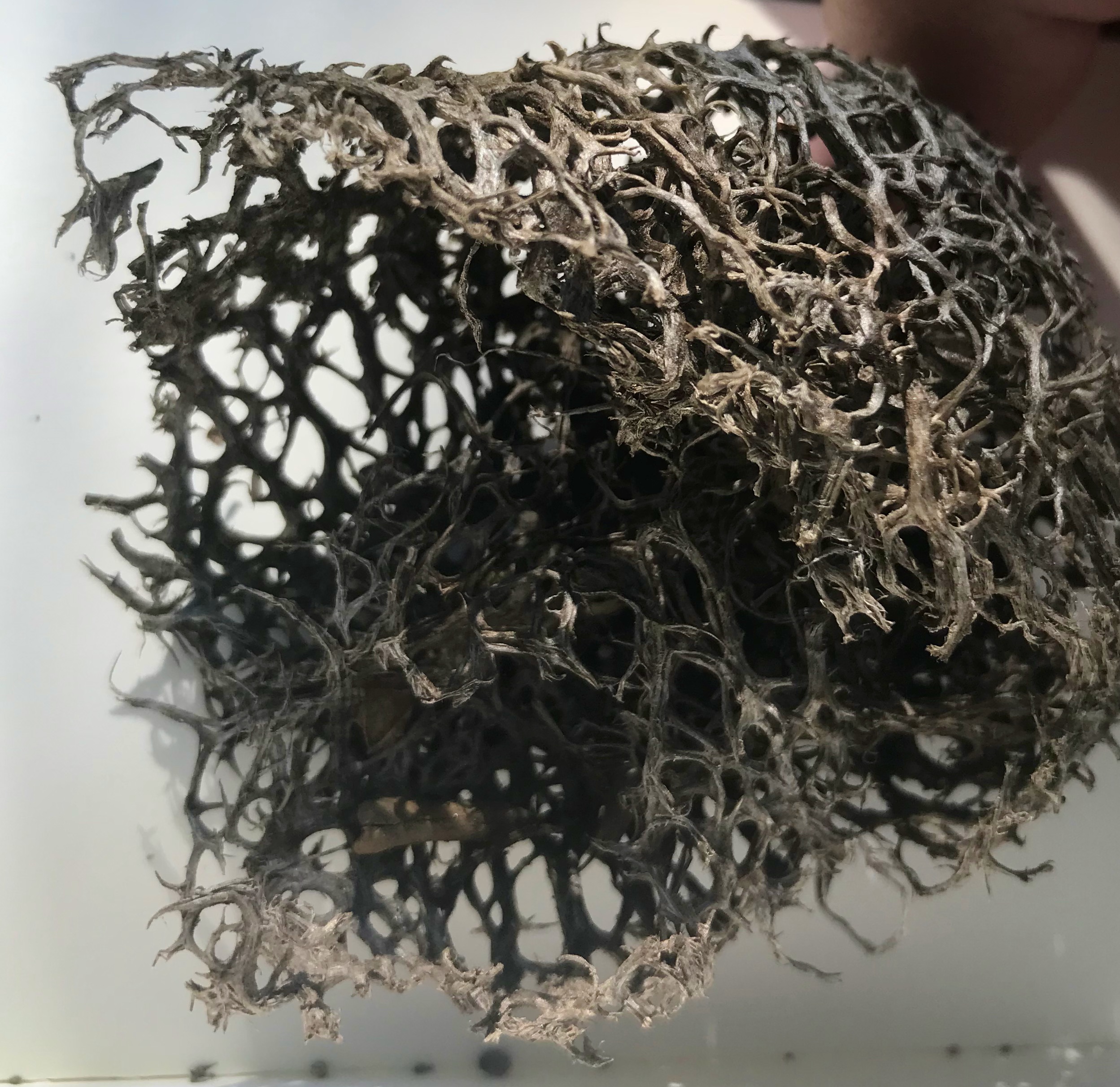 The dried decomposed remains of a Chilicothe (Marah macrocarpa), also known as a wild cucumber.