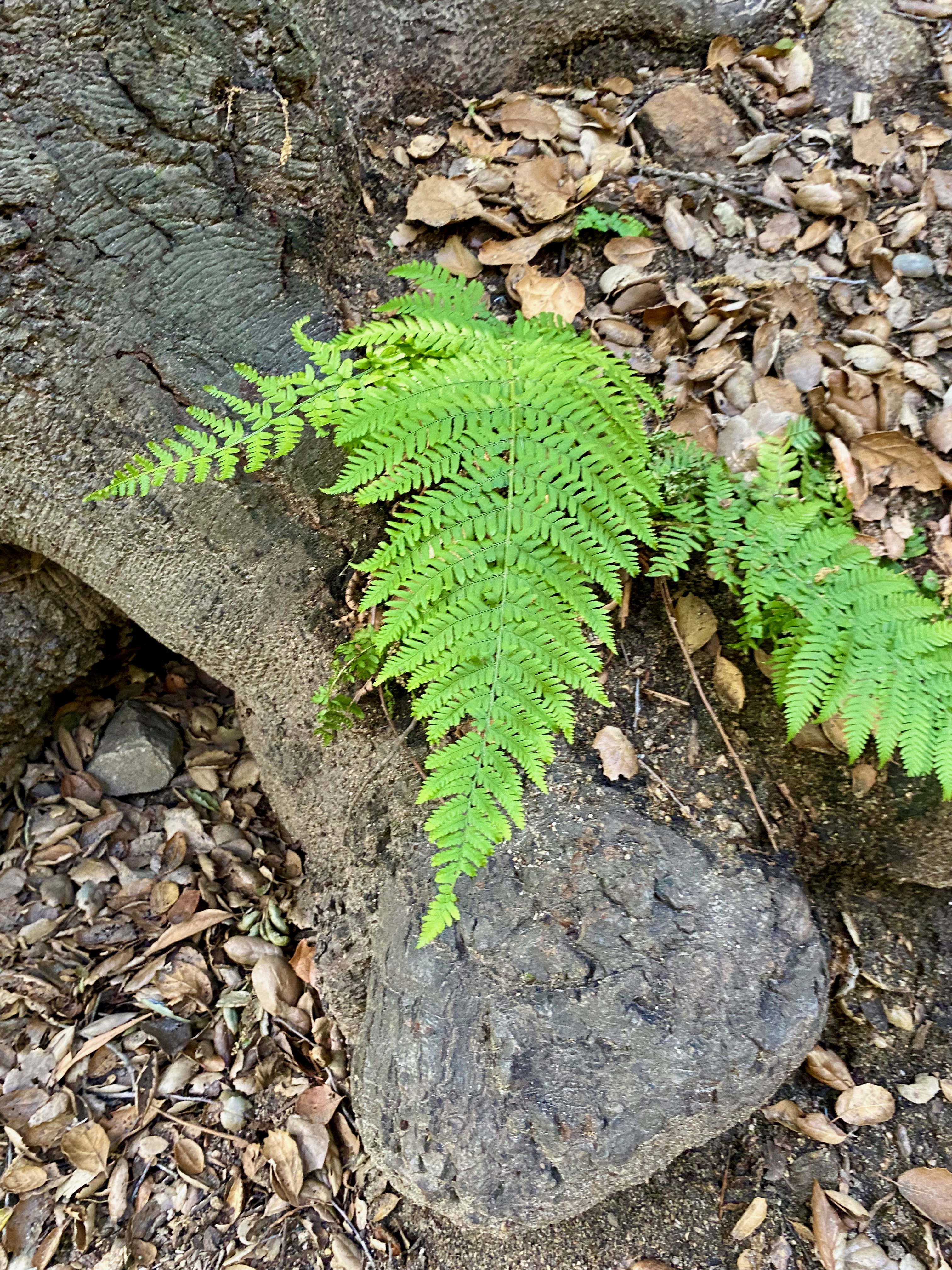 Coastal woodfern (Dryopteris arguta)