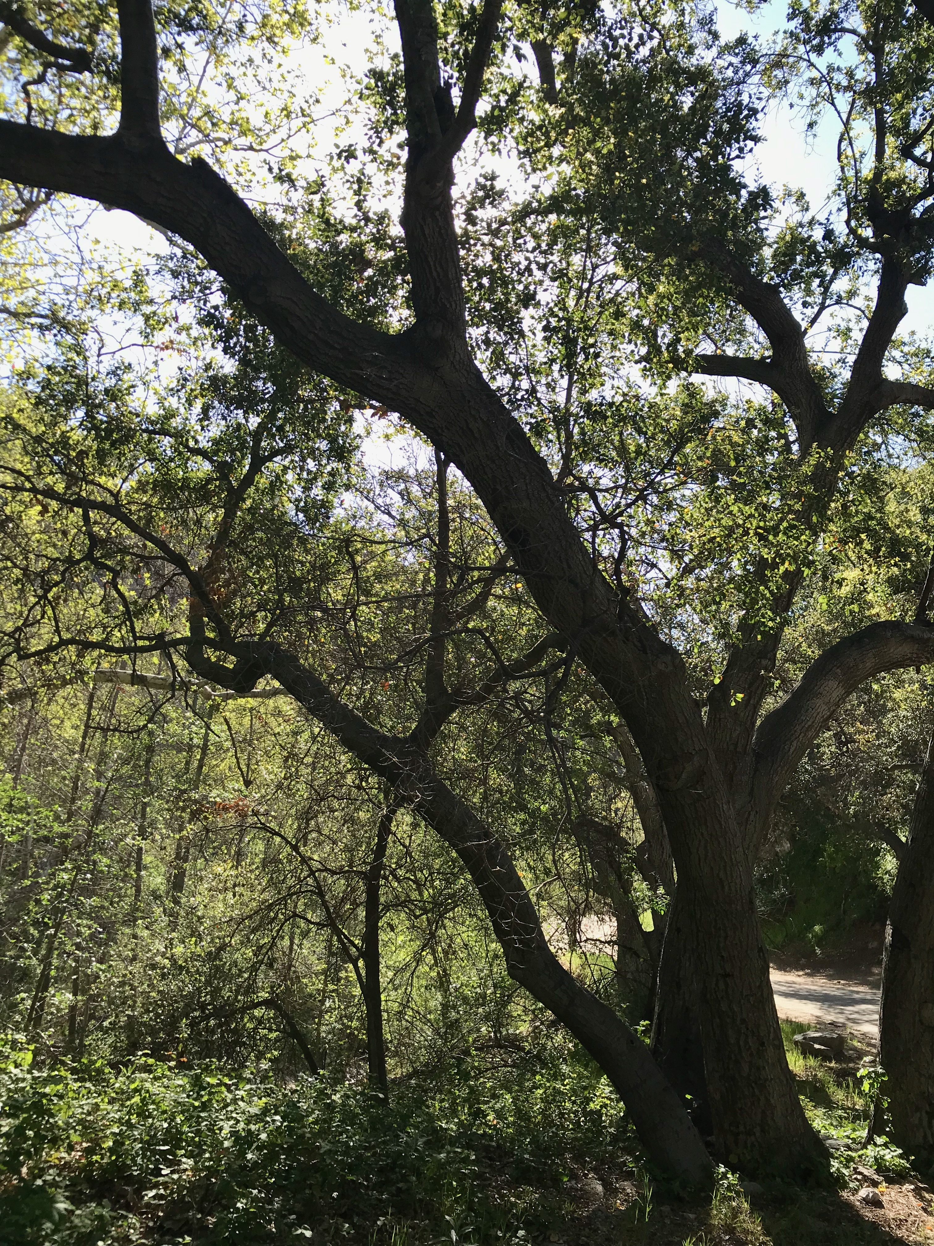 Tall oak in the Upper Arroyo Seco park trail.