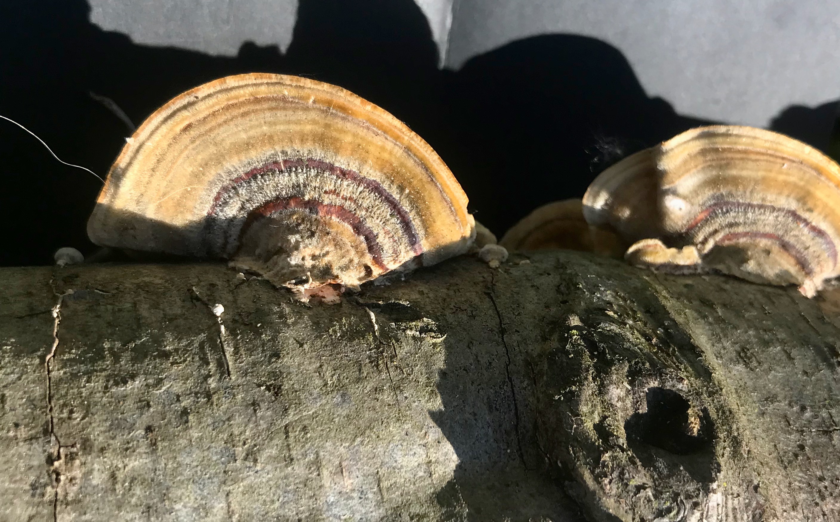 A close up of a turkey tail mushroom attached to alder tree.