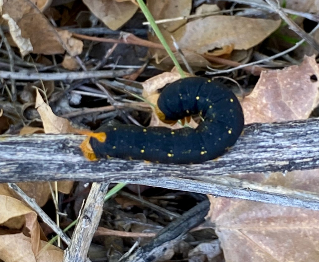 Clos up of a white-lined Sphinx (hyles lineata)