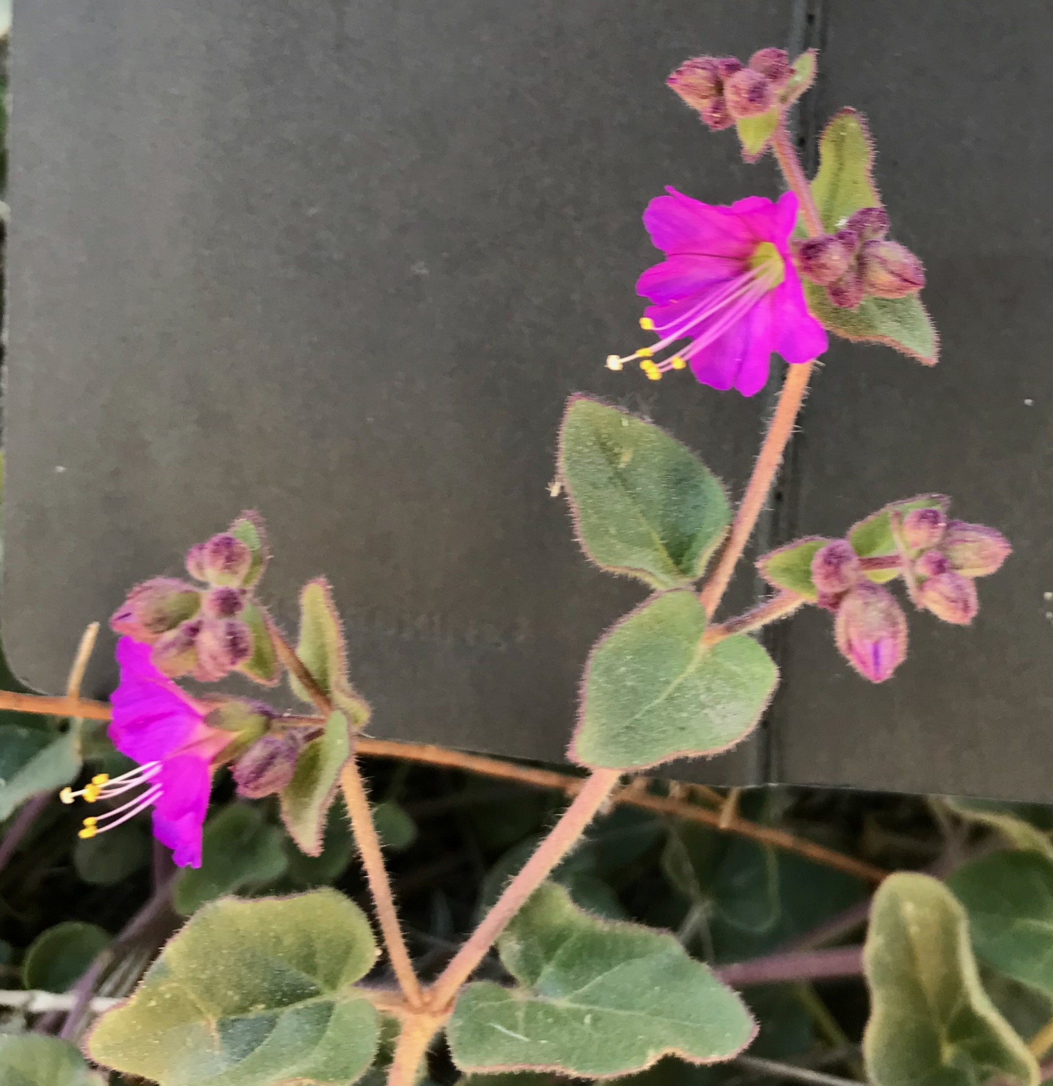 Bright pink wishbone bush flower.