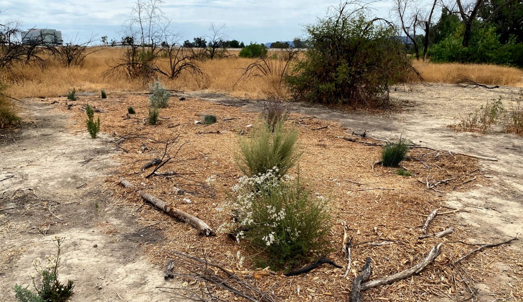Native plant restoration project from 2022 in the Sepulveda Basin Wildlife Reserve.