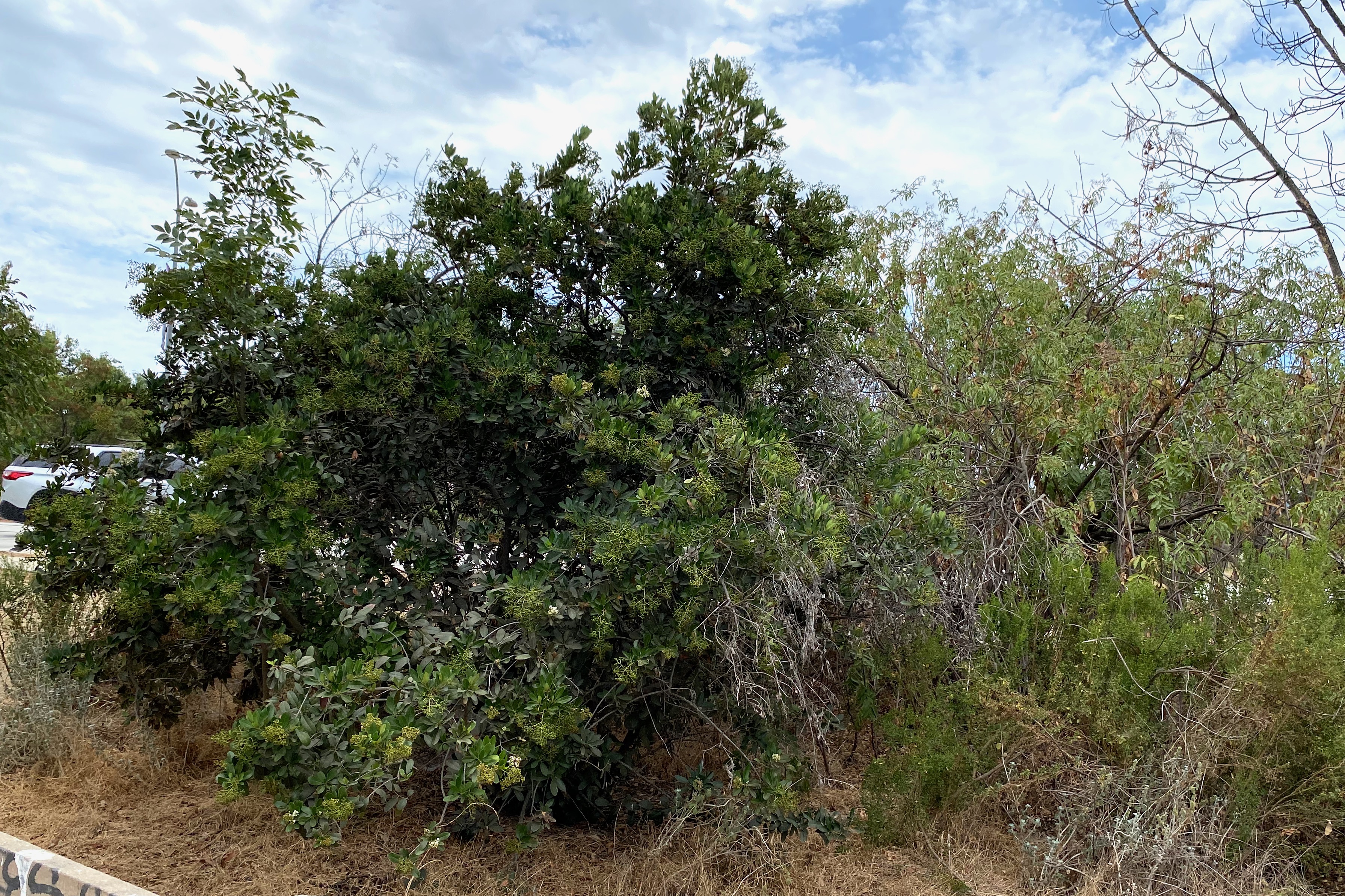 A large toyon at the edge of the Sepulveda Basin Wildlife Reserve along Burbank Blvd.