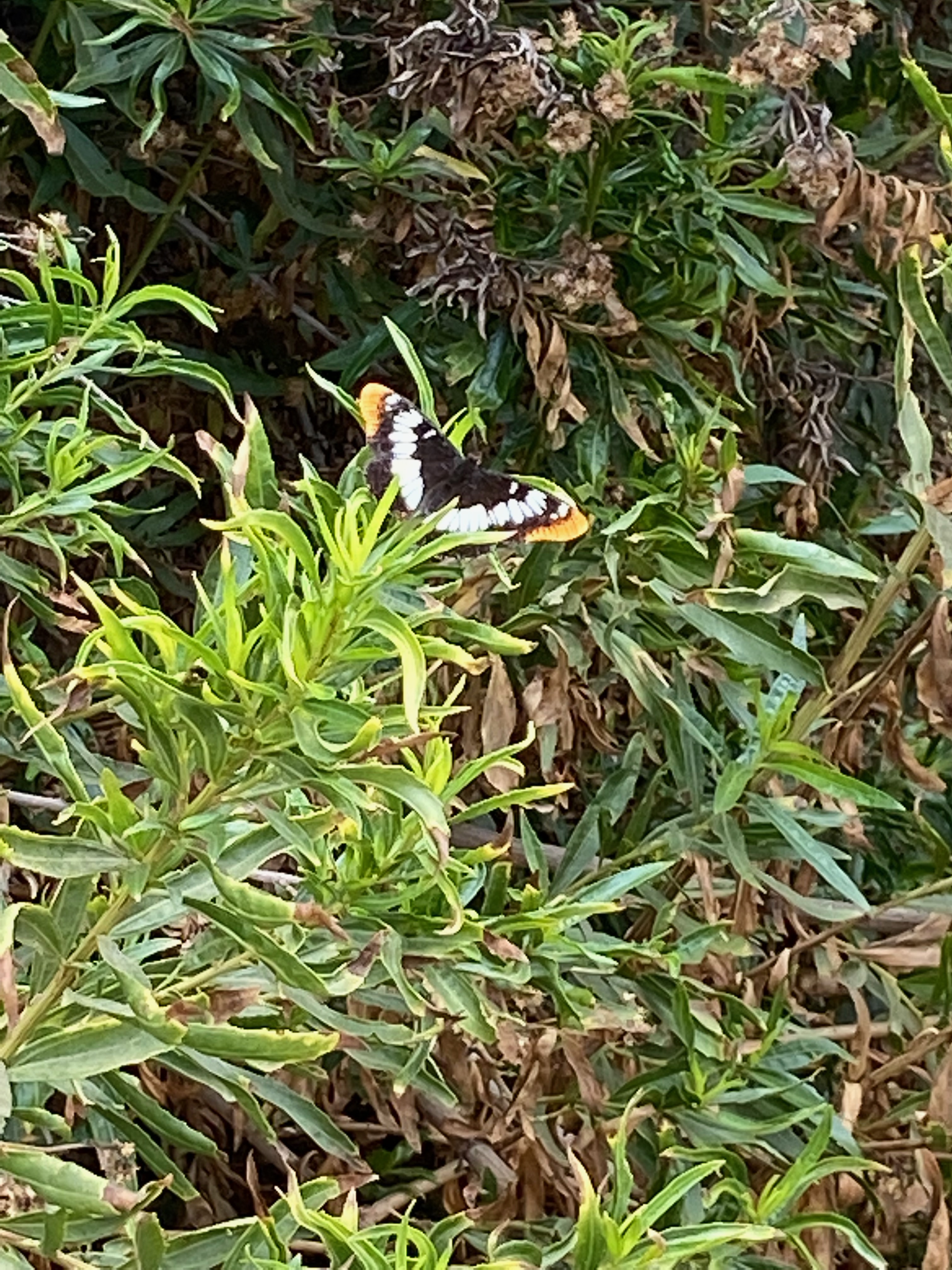 A Lorquin's Admiral butterfly in the Sepulveda Basin.