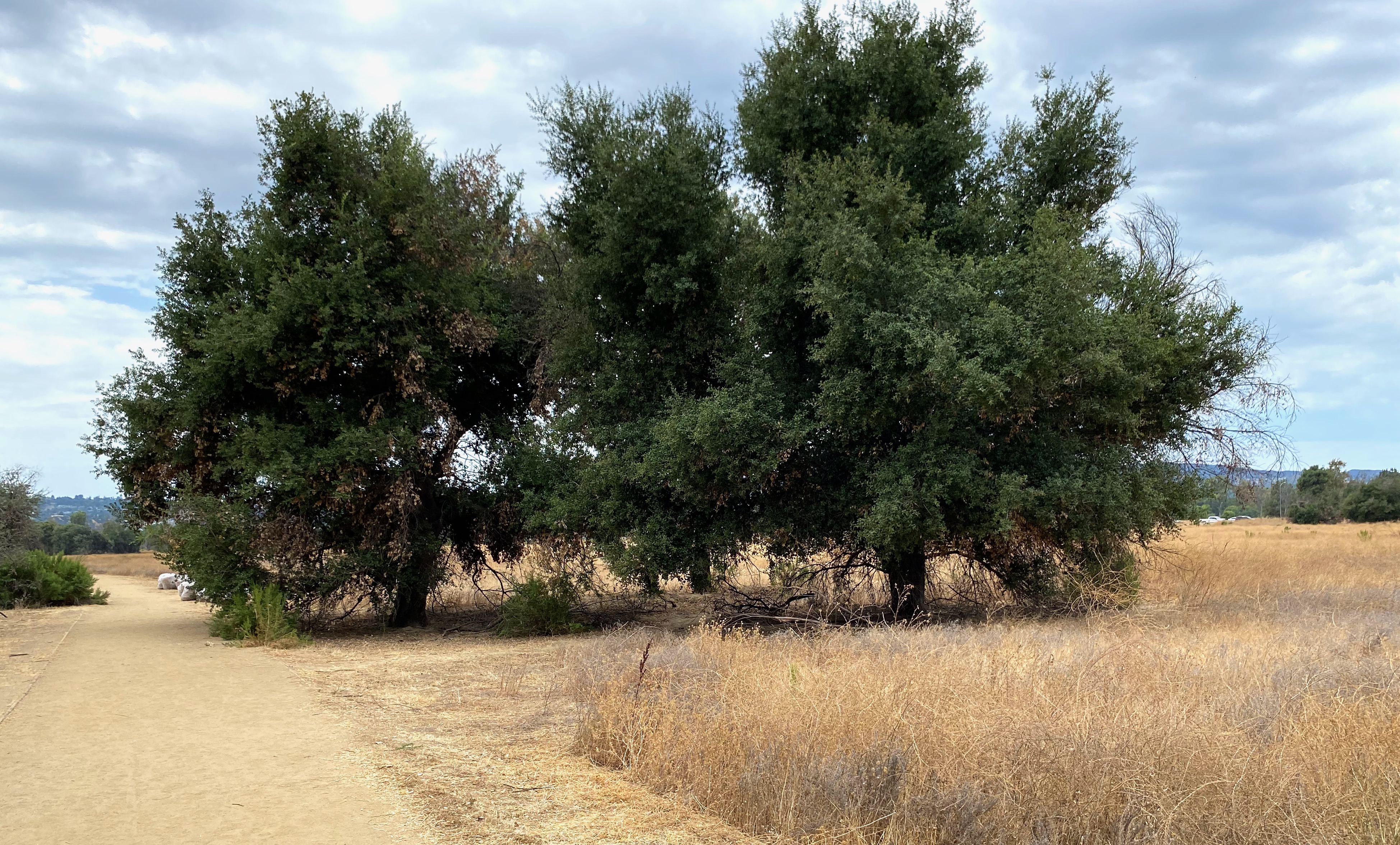 Three oaks in the west meadow of the Sepulveda Basin Wildlife Reserve.
