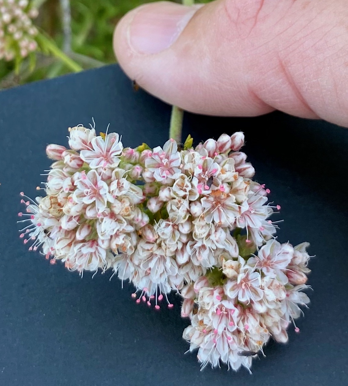 Buckwheat - Eriogonum fasciculatum flowers.