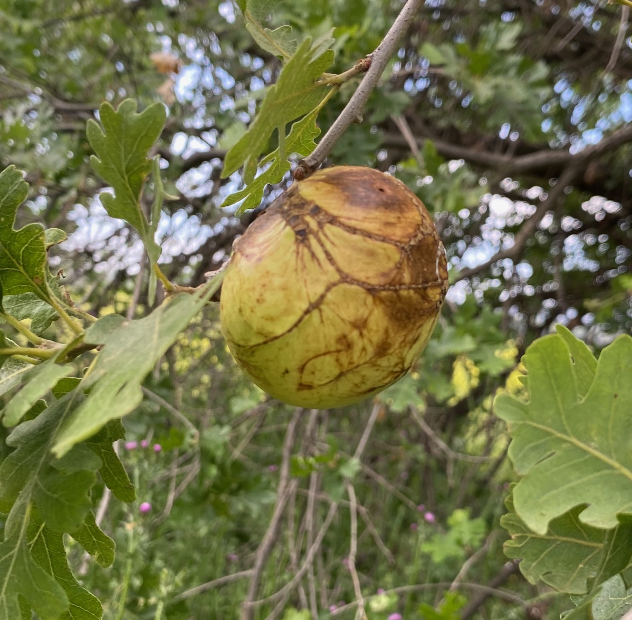 California gall wasp in a valley oak at the Sepulveda Basin Wildlife Reserve.