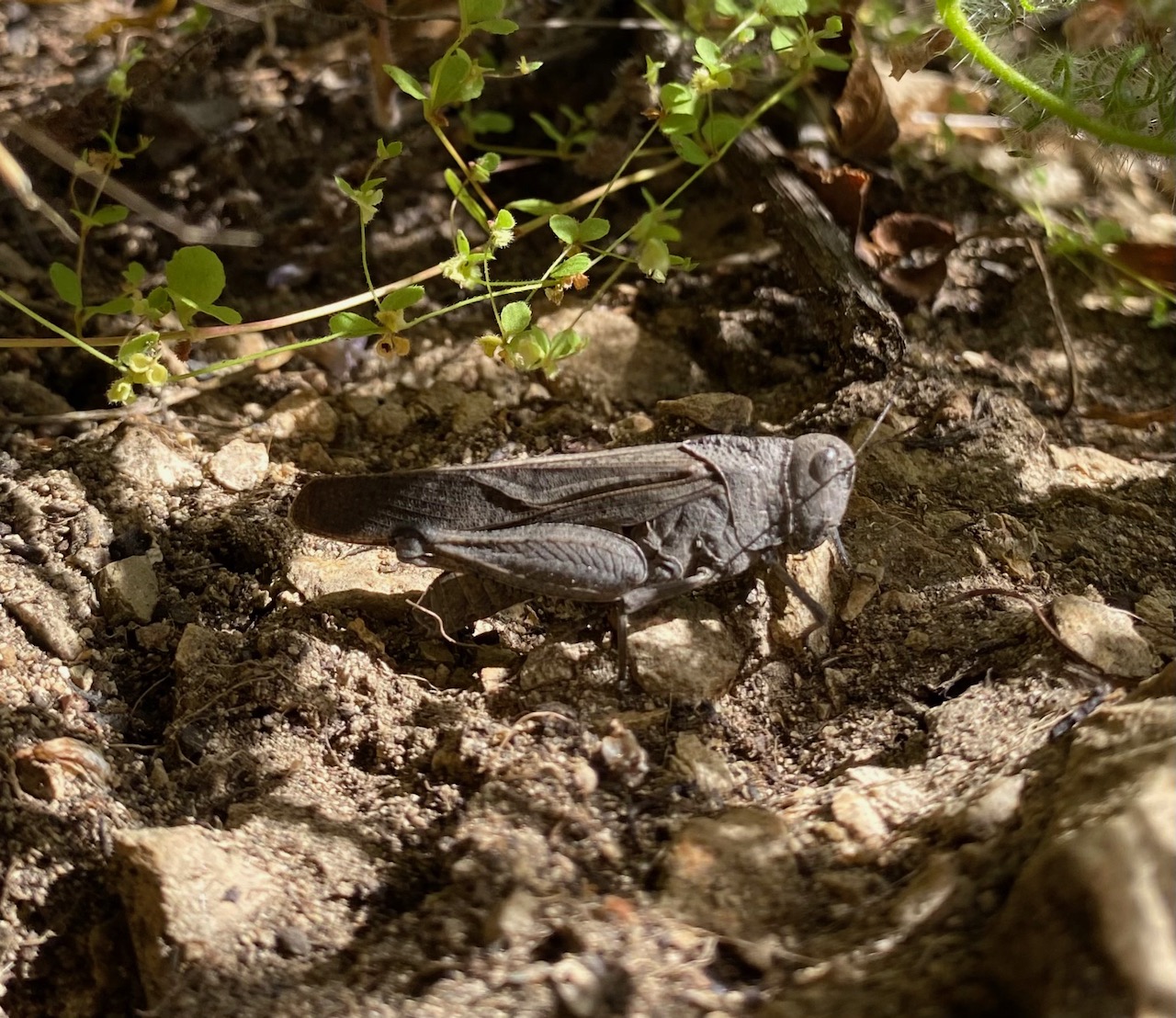 California Orange Winged Grasshopper - Arphia ramona.