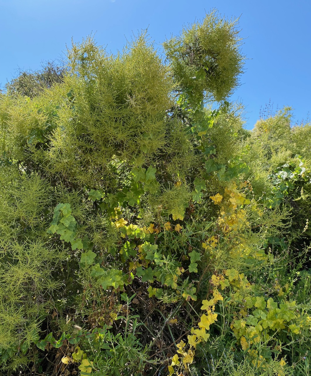 Chamise-greasewood (Adenostoma fasciculatum) bush in flower.