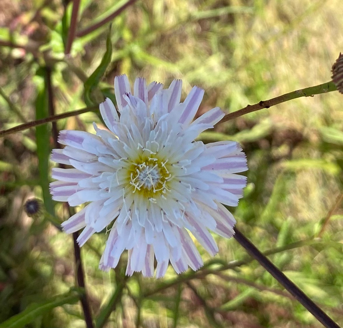 Cliff Aster - Malacothrix saxatilis