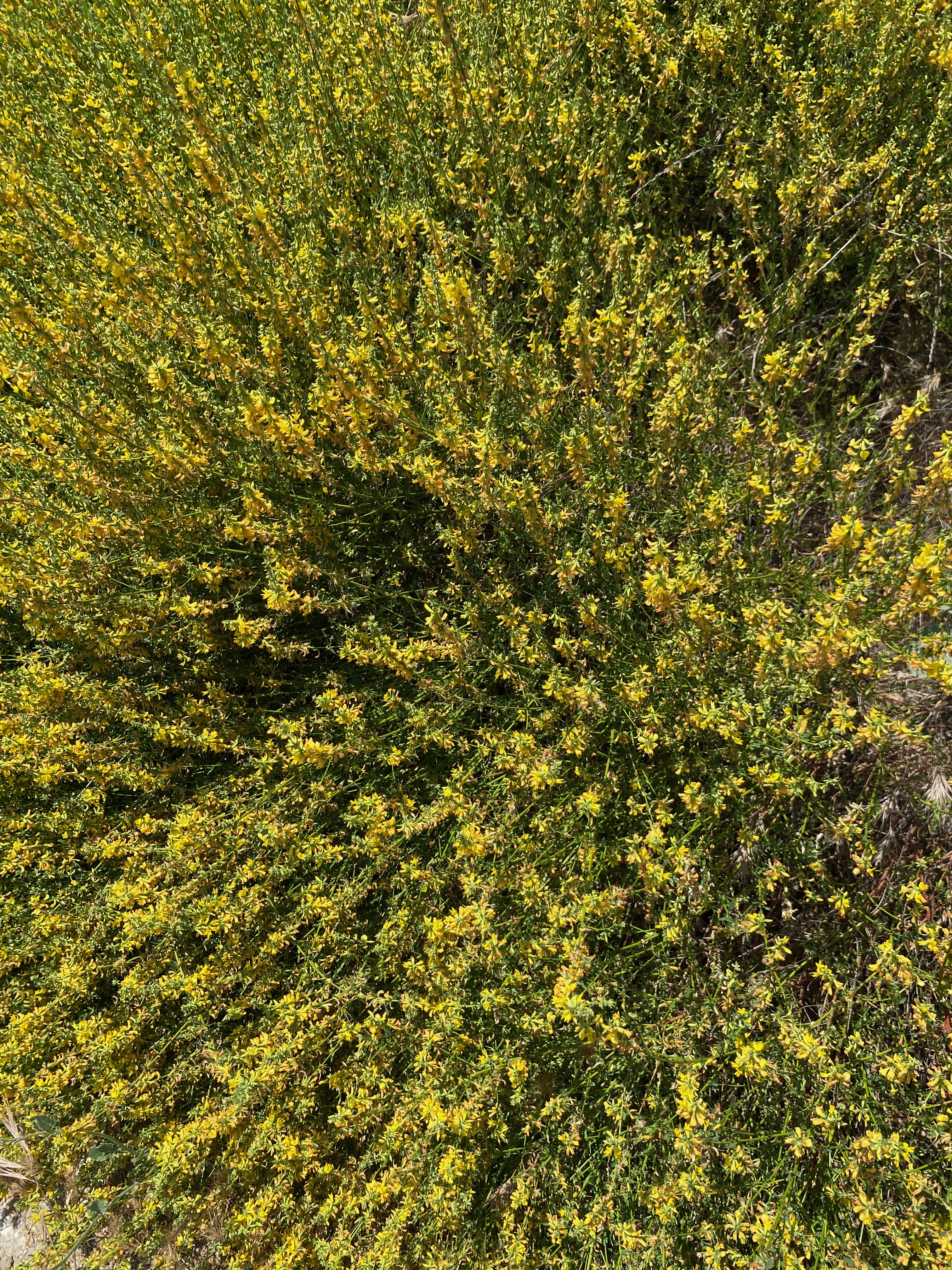 Deerweed – Acmispon glaber bush.
