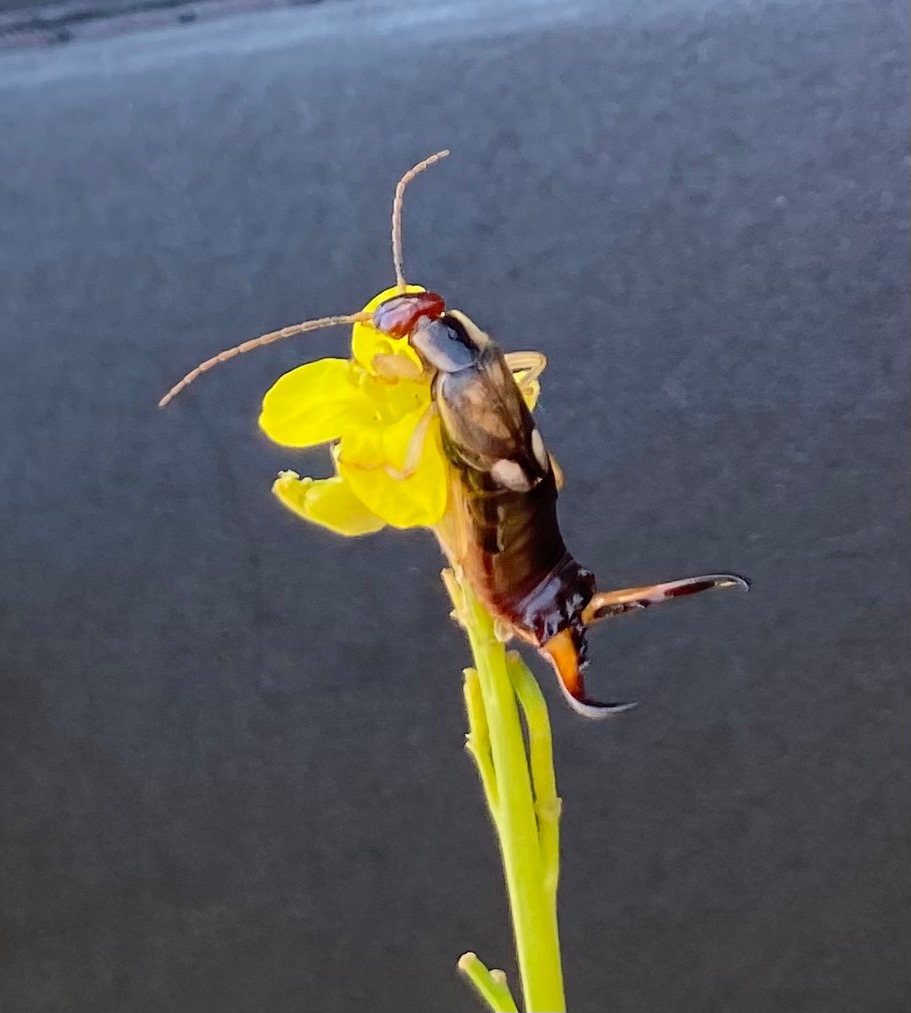 European Earwig Complex Forficula auricularia on mustard.