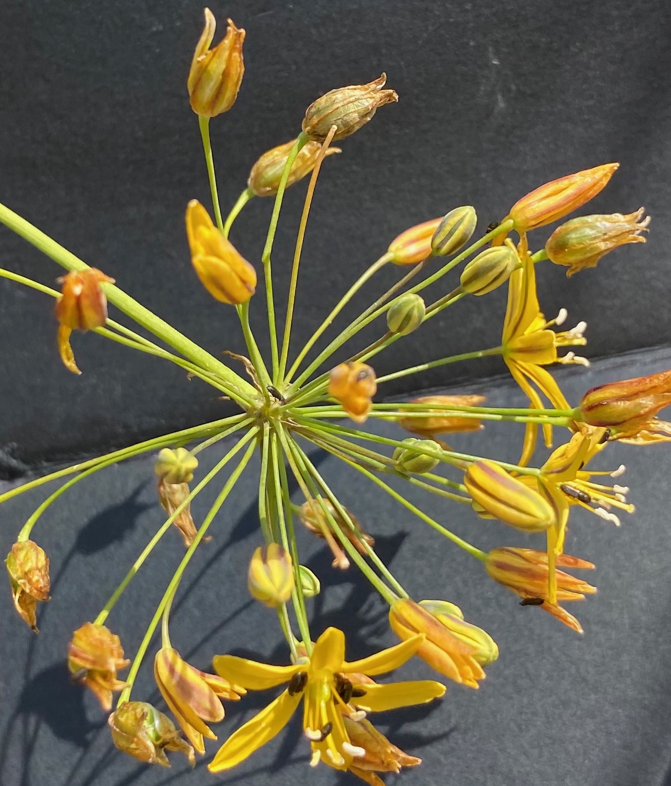 Goldenstar - Bloomeria crocea.