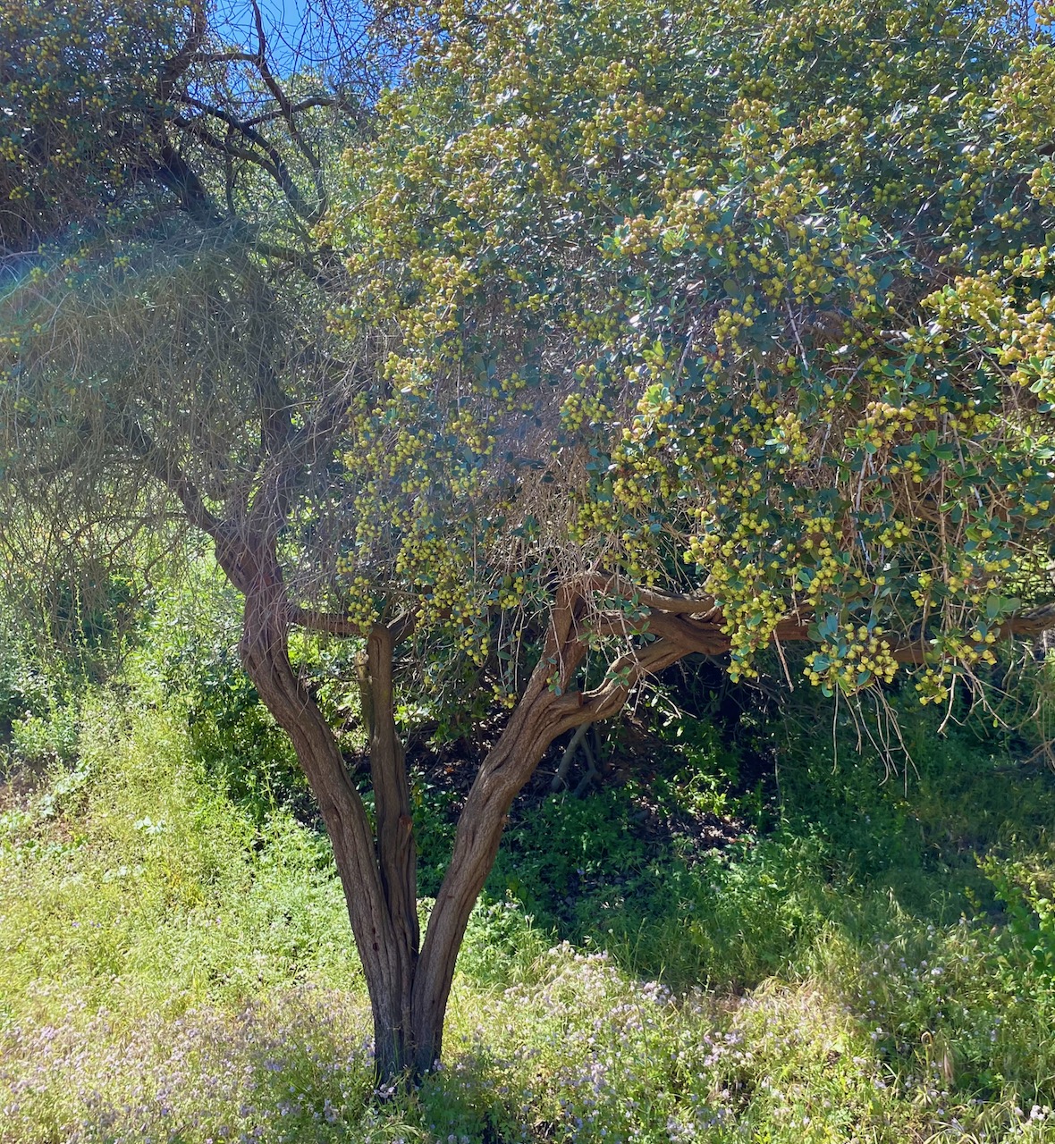 Hairy ceanothus (Ceanothus oliganthus) flower bush shaped into a tree.
