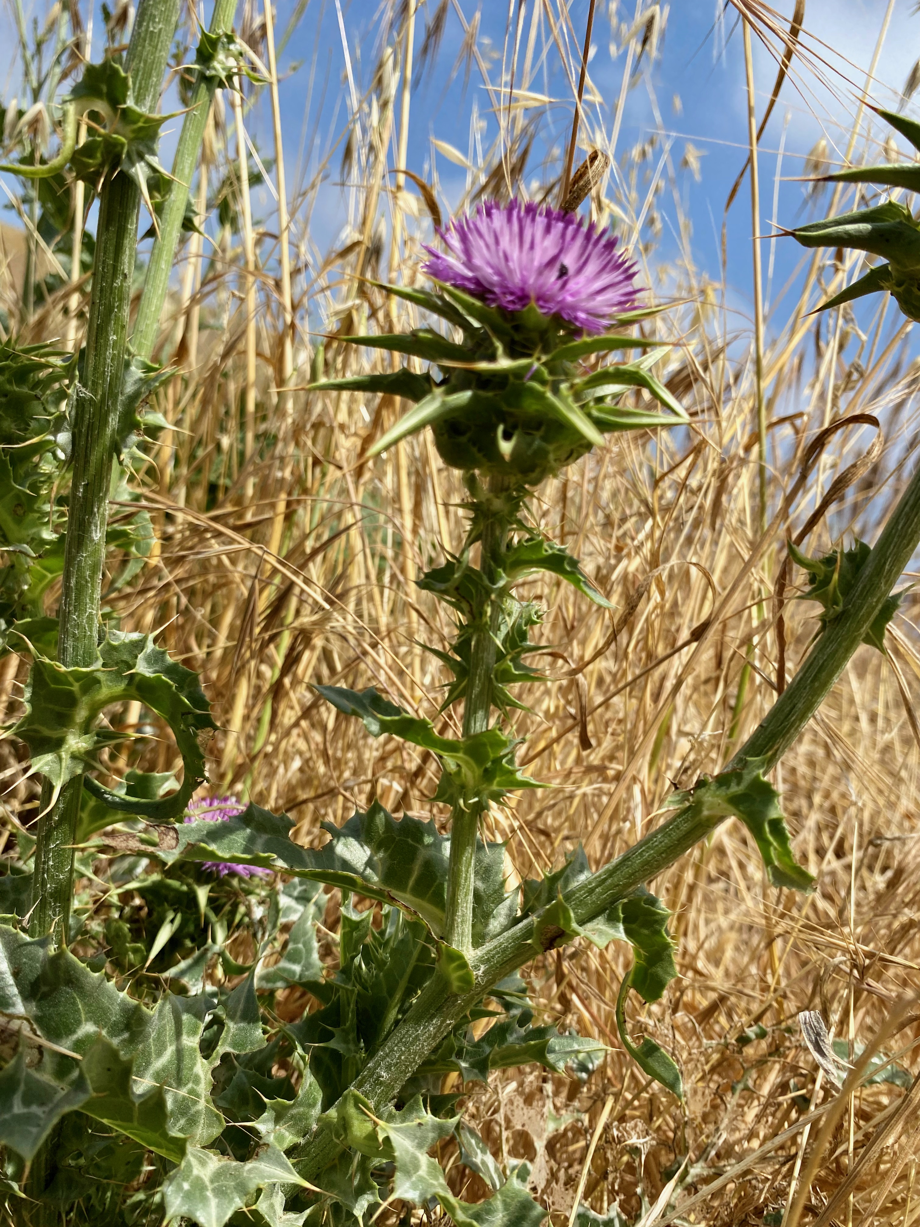 Milk thistle