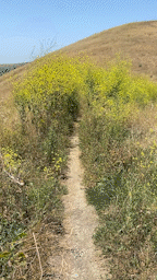 An animated gif of walking through a tunnel of mustard plants.