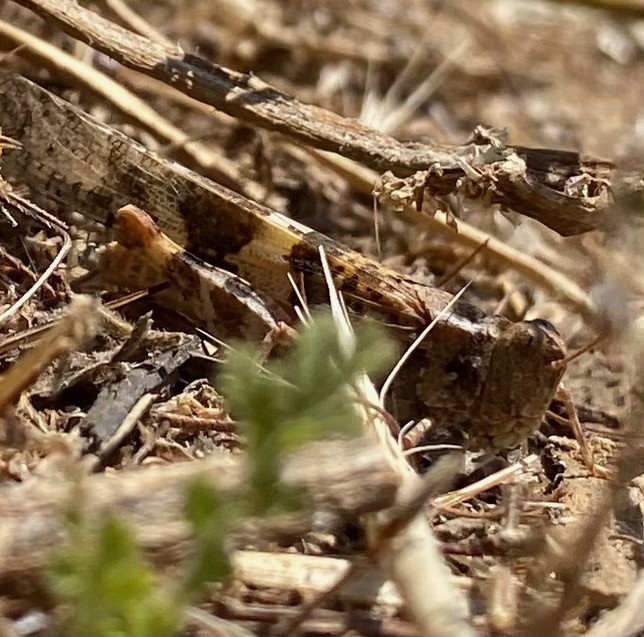 Pallid-winged Grasshopper - Trimerotropis pallidipennis.