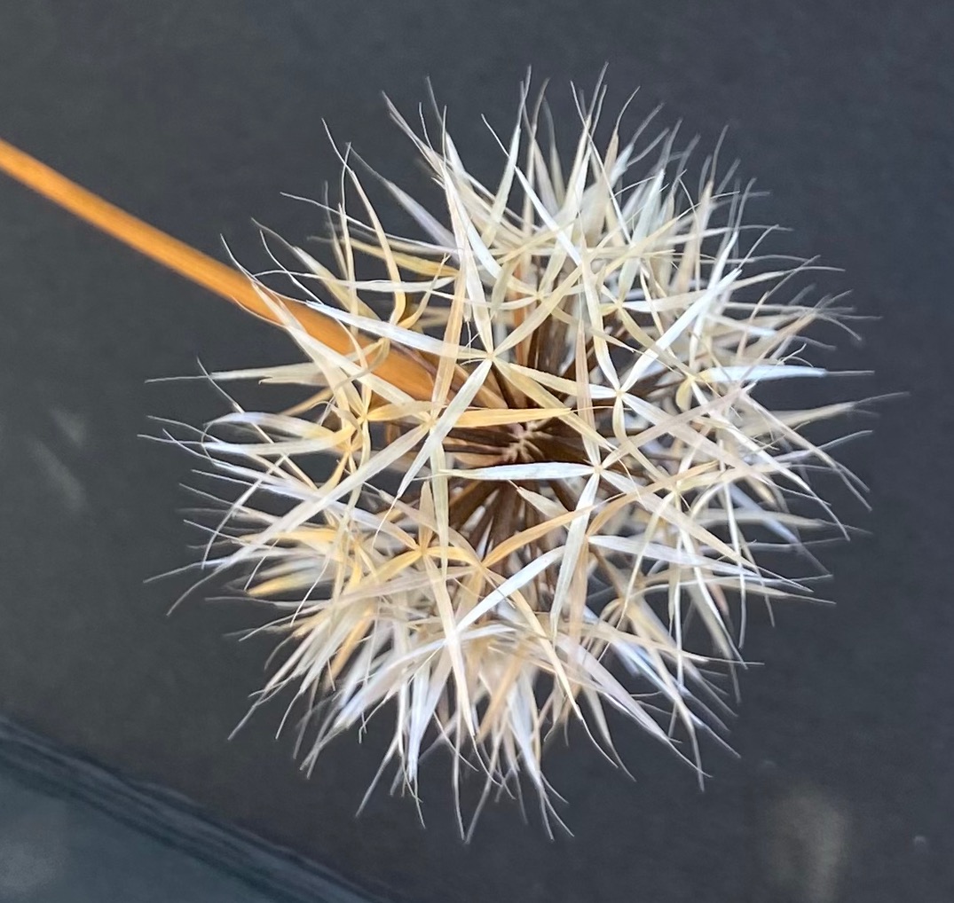 Silverpuffs - Uropappus Uropappus lindleyi