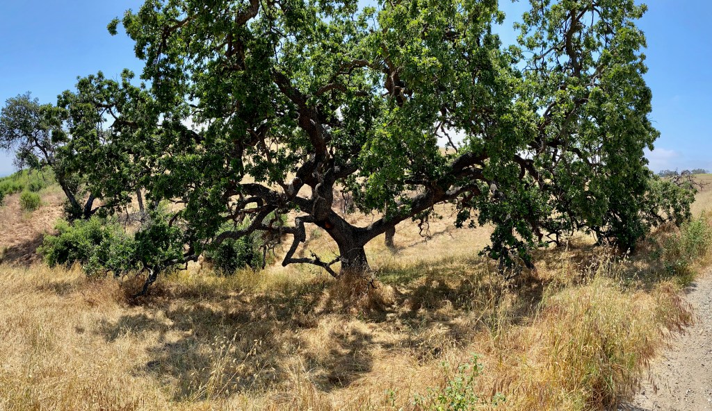 Observing the Upper Las Virgenes Canyon Open Space Preserve in&nbsp;May