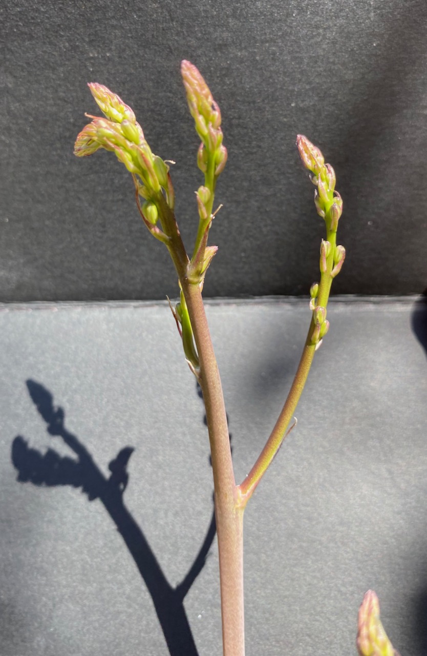 Wavy-leafed soap plant (Chlorogalum pomeridianum) flower buds in the Santa Monica Mountains