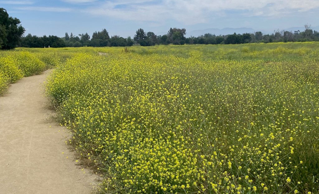 Observing the Sepulveda Basin Wildlife Reserve in&nbsp;May