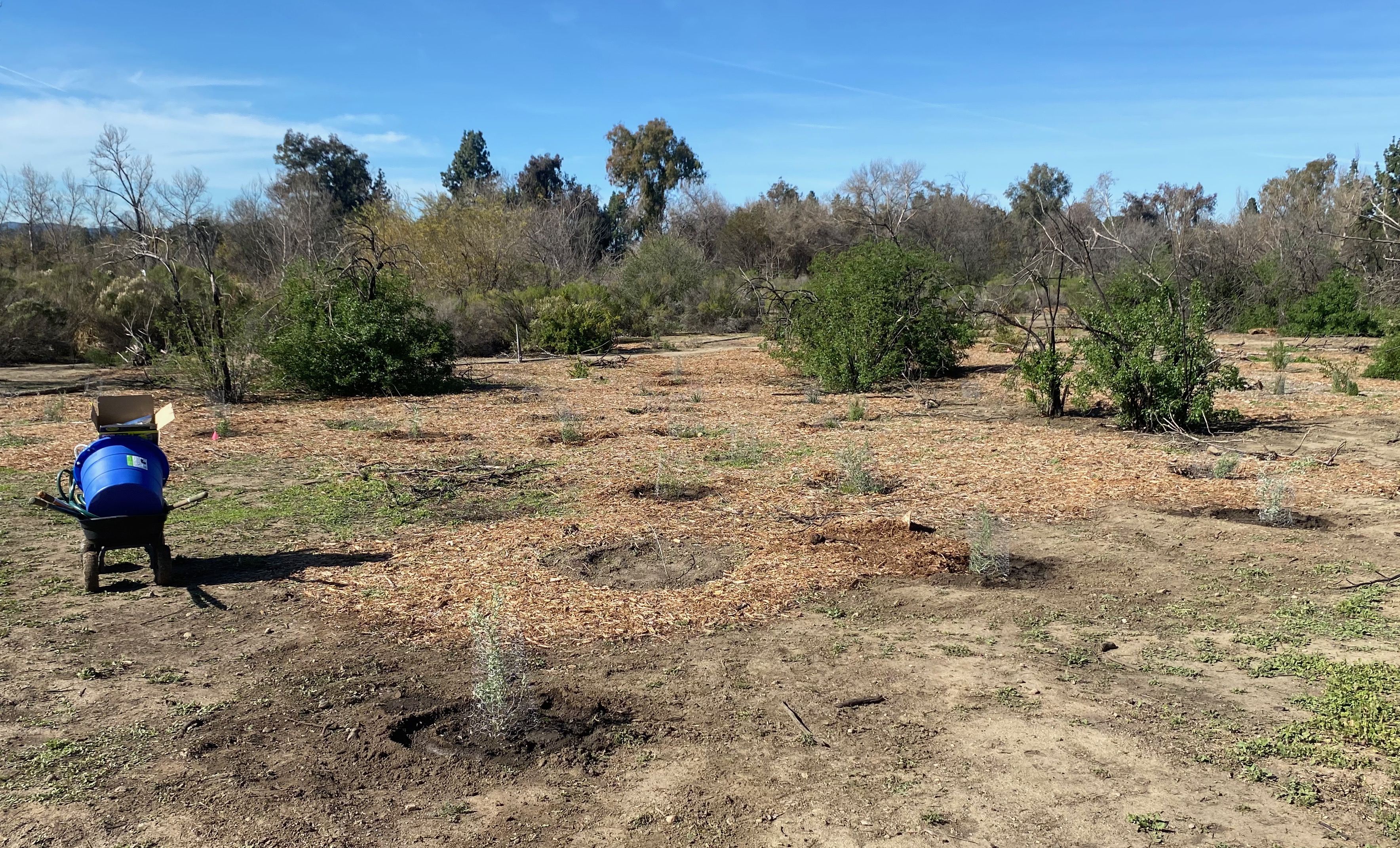 Basin planting in February.