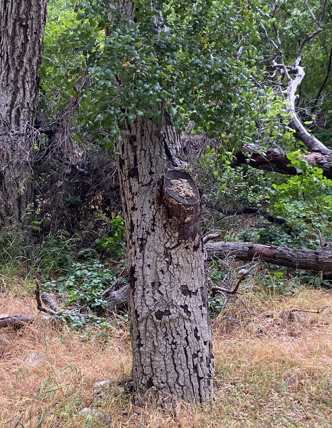 An oak tree with hairy crust curtain fungus.