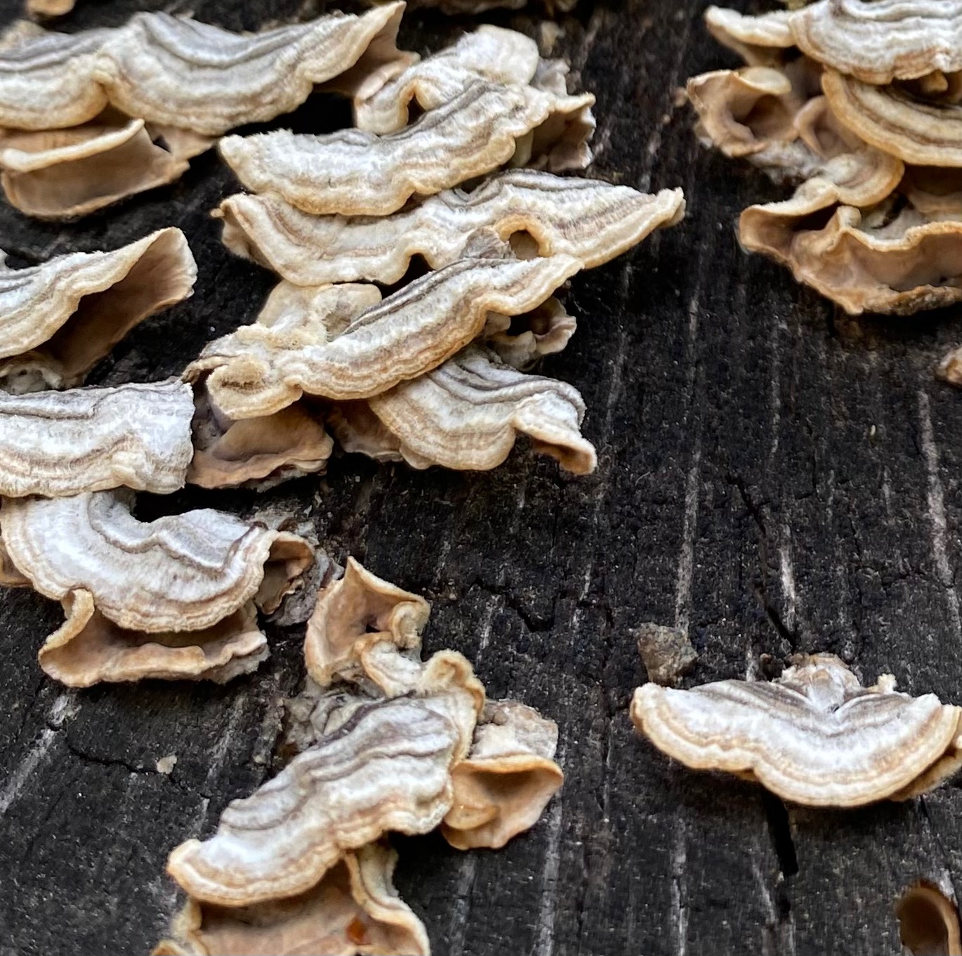 Hairy crust curtain fungus (false turkey tail or Stereum hirsutum)