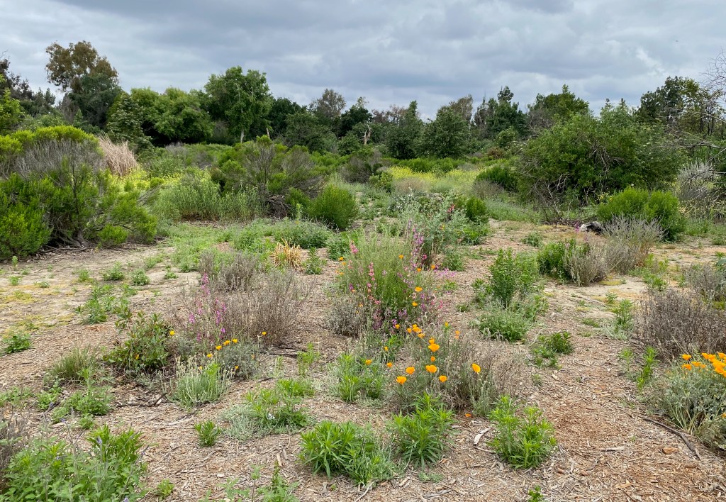 Maturing plants in the wildlife reserve in June.
