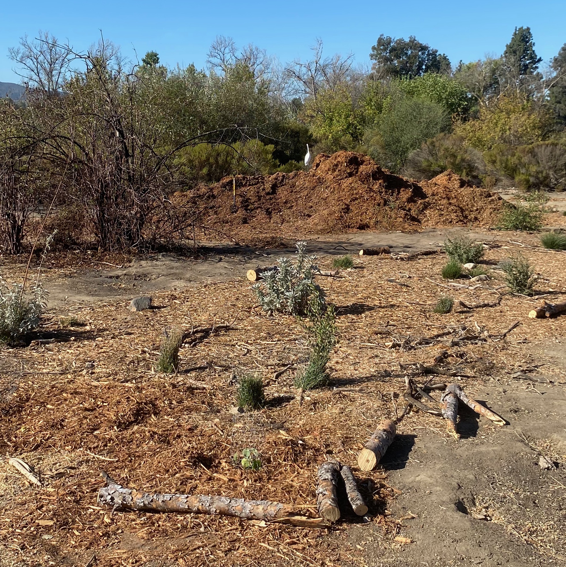 A pile of mulch.