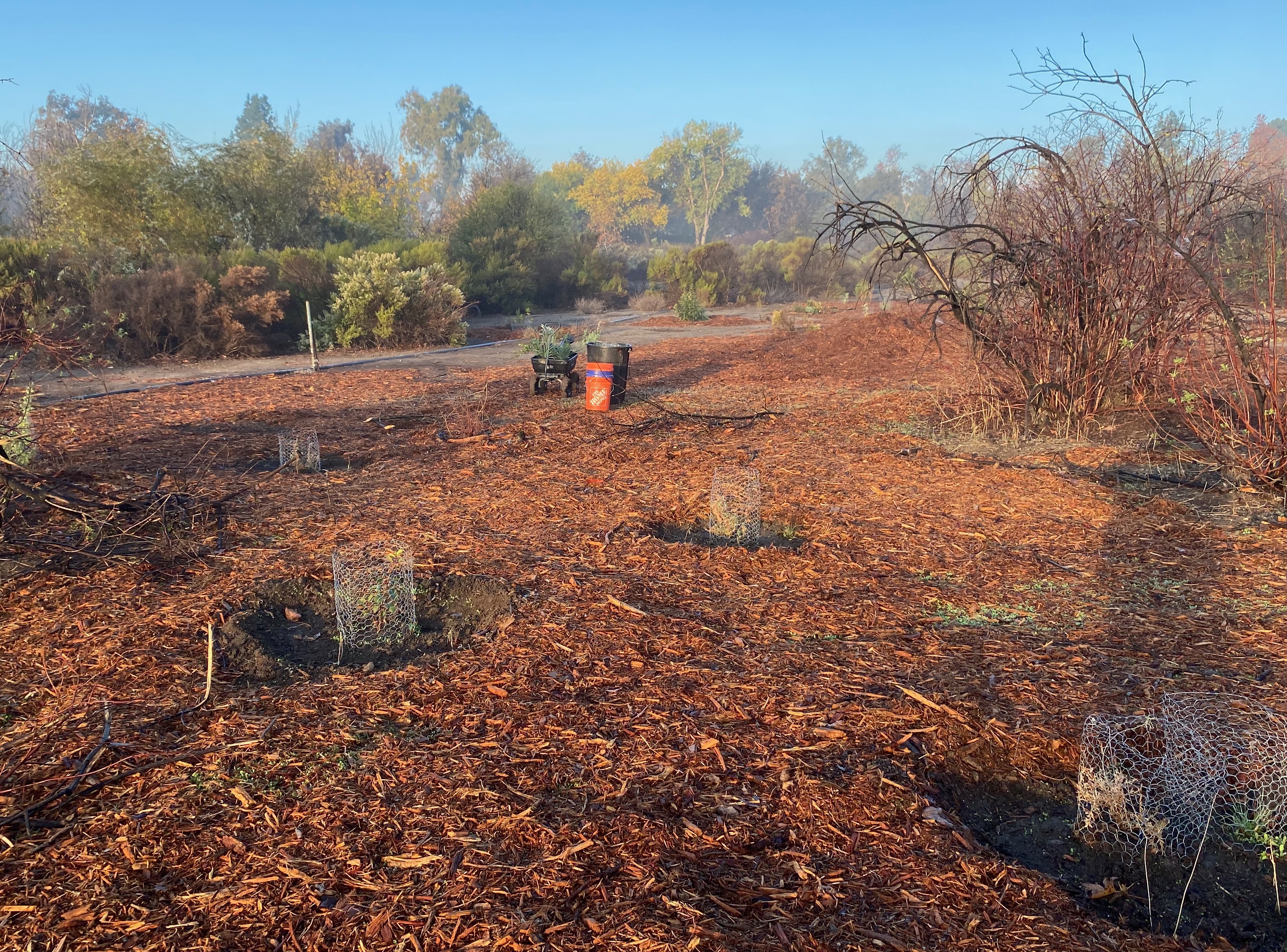 Basin planting in November.