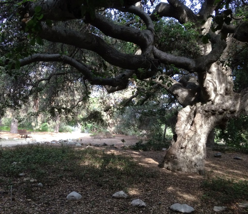 California Botanic Garden