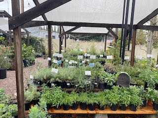 Inside the Plant Material nursery at Glassell Park.